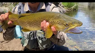 FLY FISHING Remote Gorge For Monster BROWN TROUT - Day 1