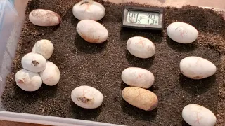 BABY corn snakes hatching!