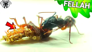 АФРИКАНСКИЕ ГИГАНТЫ • CAMPONOTUS FELLAH  ТАПОК МИРА