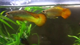 2 1/2 year old Molly Guppy Crossbred Hybrids