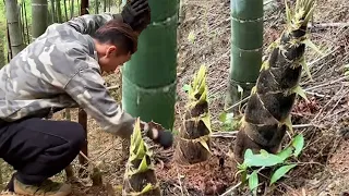 路边惊现超大黄尾公，长在大树旁还是双胞胎，挖的阿峰怀疑人生！