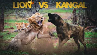 Kangal vs Lion: Who is Best ? Hindi | COMPARISON | DOG VS LION