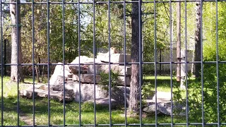 ГЕПАРД Афродита на ТРОНЕ 🐆