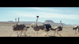 Samsung Official TVC - Ostrich