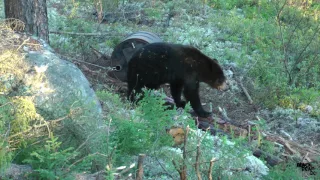 Chasse a l'ours 2016 au calibre 12