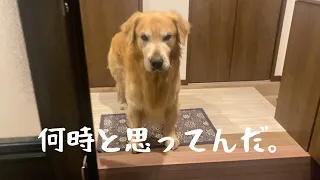 飲み会で遅くなった母をガンコ親父風に出迎える大型犬。