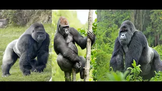 Spy Gorilla & Cute Monkey Plays Magical Color Shutters Game  Funny Animals Cartoon and Animals Video