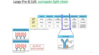 B Cell Development