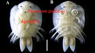 Смертельное заболевание,которое элементарно лечится!