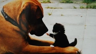 Grands chiens Jouer avec Chaton Compilation 2015 [HD NOUVELLE VIDEO]