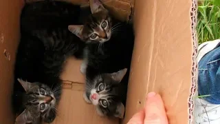 ЧТО СТАЛО С КОТЯТАМИ КОТОРЫХ НАШЛИ У ПРУДА ЧАСТЬ 2 Rescue kittens СПАСЛИ КОТЕНКА
