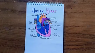 How to draw Human heart digram? मानव हृदय का चित्र कैसे बनाएं