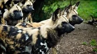 Documentales en Español PERROS SALVAJES,EL PERRO CAZADOR AFRICANO