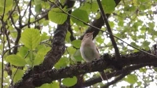 Соловей поет редкий кадр!!! Nightingale song Nightingales singinig