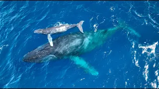 HAWAII,  Humpback whales, Maui: Amazing Planet (4K) 2022