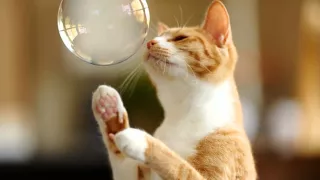 Кошки и мыльные пузыри показ слайдов 2015!