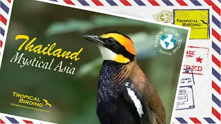 Tropical Birding Virtual Birding Tour of Thailand by Charley Hesse