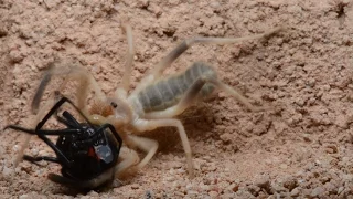 Camel Spider Captures And Preys On Black Widow (Warning: May be disturbing to many viewers.)