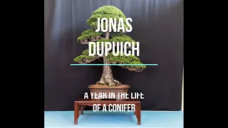 American Bonsai Association Sacramento and Jonas Dupuich present "A Year in the Life of a Conifer".