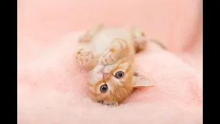 Cute Cat and Kitten Videos Compilation Will Cheer You Up