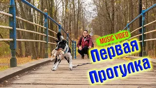 Щенок бордер колли 3 месяца, Первая прогулка | Border collie puppy 3 month, first walk