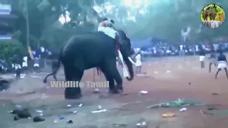 Unbelievable Elephant Attacks & Interactions CAUGHT ON CAMERA! | Religious Favorite Elephant