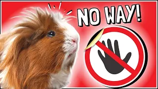 10 Products Guinea Pigs DON'T NEED! Don't Bother Buying!