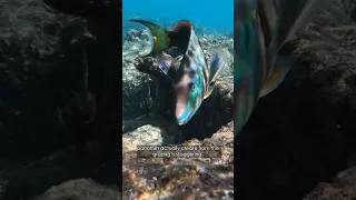 How Do Parrotfish Clean Coral Reefs? #earthmonth #oceanlife #bermuda