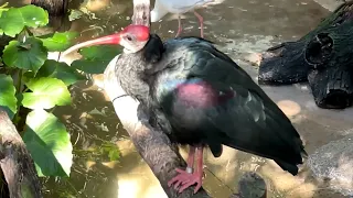 San Diego Zoo Scripps Aviary with Relaxing Music 4K-More Birds than Before