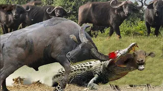 Mother Buffalo attacks Crocodile very hard to save her Baby | Wild Animals Attack 2022