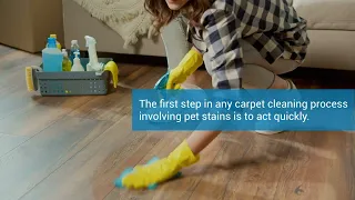 A Comprehensive Guide to DIY Pet Stain and Odor Removal