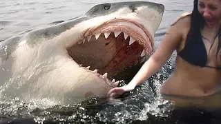 Top 10 DEADLIEST SHARK ATTACKS