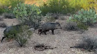 baby javelina