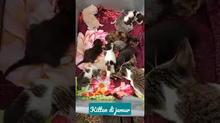 kitten di jemur untuk hindari flu#shorts