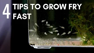 4 Tips to Make Fry Grow Faster (Develop to Full Potential)