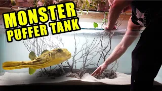 HOW TO: PLANTED AQUARIUM for my MONSTER PUFFER FISH!