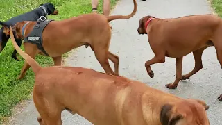 Dobermann meets Rhodesian ridgeback dogs at Jeskyns Park