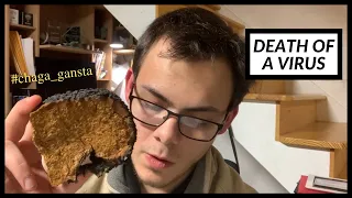 An Antiviral Review on Chaga, Reishi, various Polypore Mushrooms