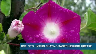 ДОЛЖНИЦУ НАШЛИ В СУДЕ// ВСЁ, ЧТО НУЖНО ЗНАТЬ О ЗАПРЕЩЁННОМ ЦВЕТКЕ// МЕДВЕДИ ВЫШЛИ ИЗ БЕРЛОГ