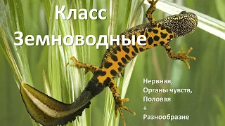 12.2 Земноводные часть II (7 класс) - биология, подготовка к ЕГЭ и ОГЭ 2019