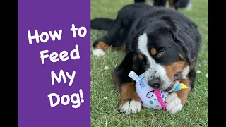 What and how to feed your Bernese Mountain Dog and the supplements top breeders recommend.