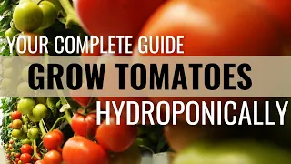 How to Easily Grow Tomatoes in Hydroponics