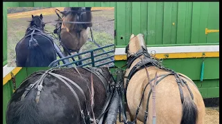 Teaching A Stallion to Work Around Other Horses - Nuri the Part-Bred Arab