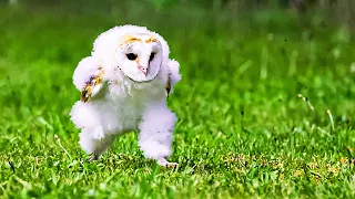 Cutest Baby Animals You Need To Pet #1