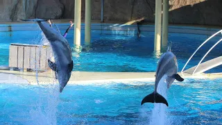 Spectacle des Dauphins / Dolphin Show : Marineland 2018