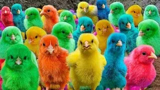 Colorful Chickens,World Cute Chickens,Hen,Guinea pig and Rabbits,Cute Animals 🐤