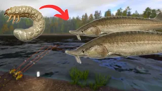 EAST SIBERIAN STURGEON FARMING! #889 Russian fishing 4