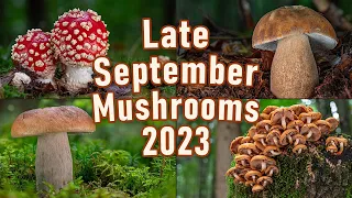 Mushroom Hunting - September 2023 - Boletus edulis | King bolete | Cep | Penny bun | Funghi porcini