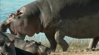 Angry Elephant stabs and kills Buffalo  Elephant vs buffalo Hippo vs Hyena in the river (EWC)