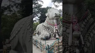 Nandi of Mysore Chamundi Hills, Karnataka